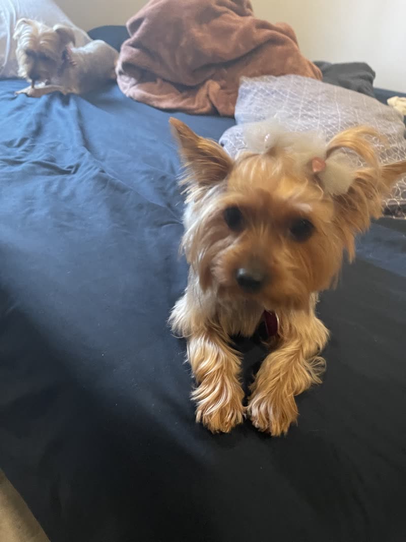 A Yorkshire terrier lying on a blue bed with its front paws stretched forward