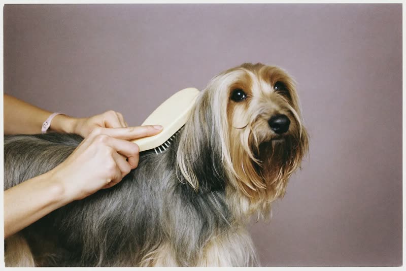 A small dog being gently brushed during grooming