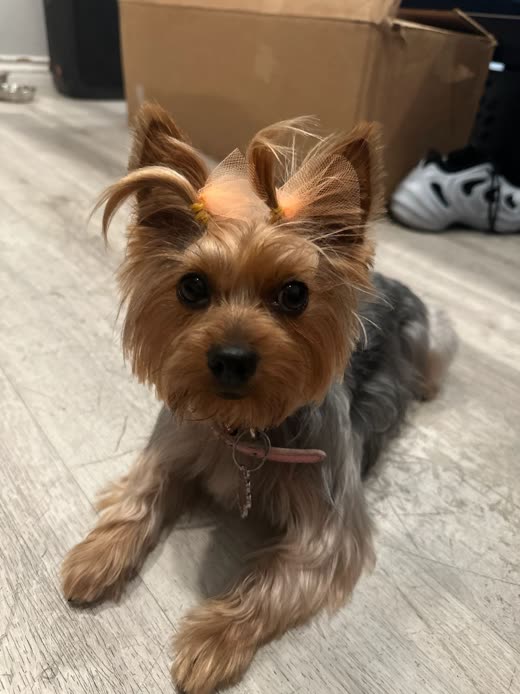 A freshly groomed Yorkshire terrier with a neat topknot bow sitting on a pale wood floor