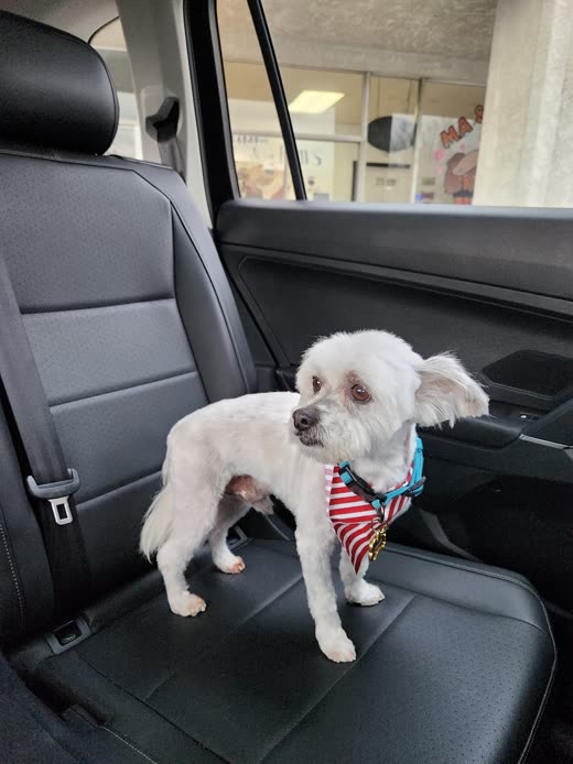 A white Maltese-mix in a harness standing on a car seat after its appointment